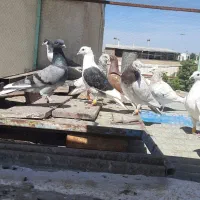 کفتر|پرنده|کوهین, |دیوار
