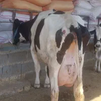 گاو هلشتاین باگوساله نر ۲۲شیر