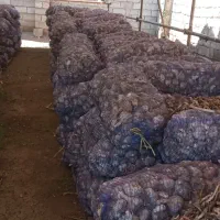 سیر خشک|عمده‌فروشی|اصلاندوز, |دیوار