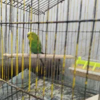مرغ عشق نر 200