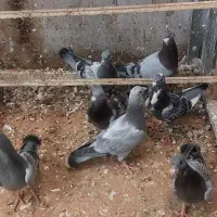 سبز پلاکی