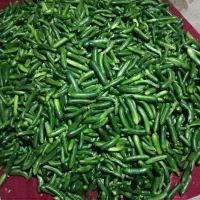 خیار رویال بوته ای خیارشوری و خوراکی ۷۵