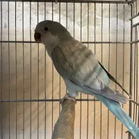 راهب بلو اسکای نر