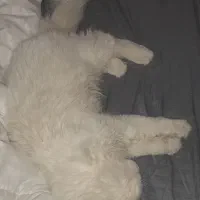 گربه