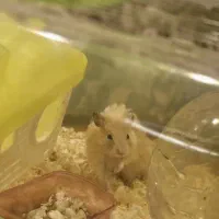 همستر خانگی  با قفس مخصوص شیشه ای و پوشال مخصوص