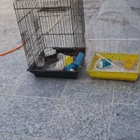 دوتا قفس