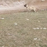 سگ ماده|سگ|اهر, |دیوار