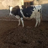 گاو تلیسه کیلویی گوشتی