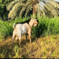 فروش 2عدد بز دورگ سومال با کهره