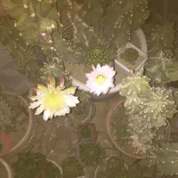 کاکتوس سخره ای از نیم متری تا یک متری
