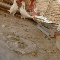 کفتر نرو و ماده