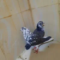 کفتر قاره