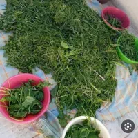 پاک کردن سبزی در منزل