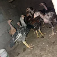 جوجه‌محلی.