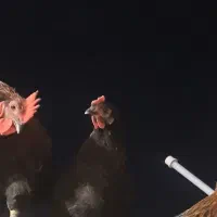 حیوانات