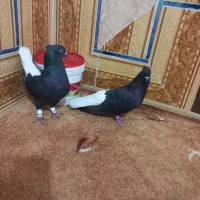اشعل