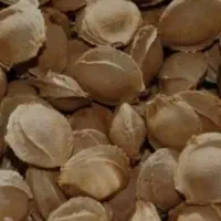هسته زردالو فروشی
