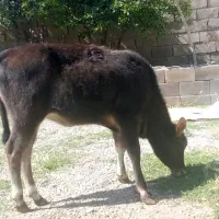 گوساله ماده