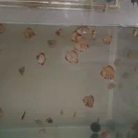 بچه دیسکس