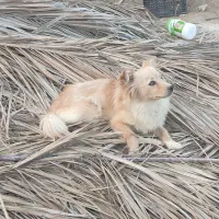 سگ پامر