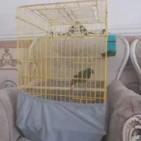 مرغ میناسخنگو