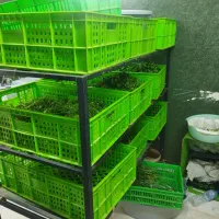 نیروی خانم سبزی خرد کنی
