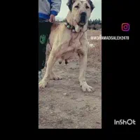 سگ سرابی|سگ|مشهد, میان ولایت|دیوار