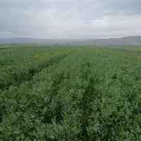 کاه باقله
