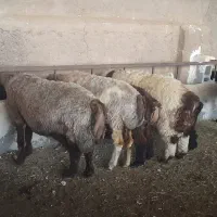 فروش میش وبره چاق درجه یک