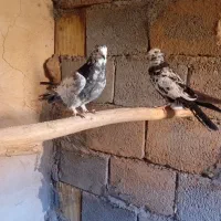 کبوتر پر مفلق