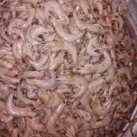 انواع ماهی و میگو
