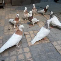طوقی اصیل کرمانشاه
