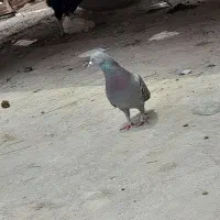 یک مگس