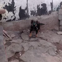 سگ ماده نگهبان