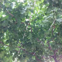 زمین-چهاردیواری