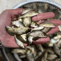 ماهی فیتوفاگ همه موجوده