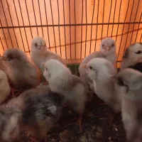 جوجه گلین یک ماهه