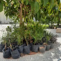 نهال وگل عمده