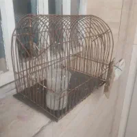 سهره خاکی قناری