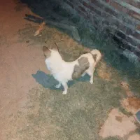 پاکوتا