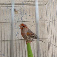 نگرو آگات موزاییکی