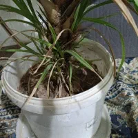 گل ذرتی|گل و گیاه طبیعی|شیراز, شهرک مطهری|دیوار