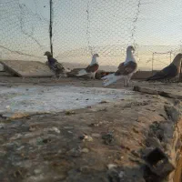 یجفت پشتار