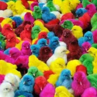 جوجه رنگی ،جوجه کردی ،جوجه برهما لایت
