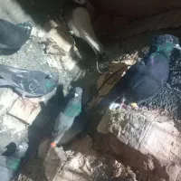 کبوتر