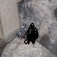 دو تا نر مگس