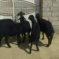 بره ماده