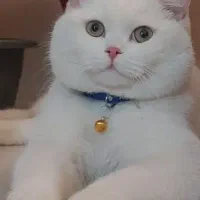 گربه پرشین،نر