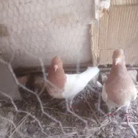 سرزرد|پرنده|راور, |دیوار