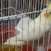 عروس هلندی دستی رام ماده آماده جفت گیری هسته